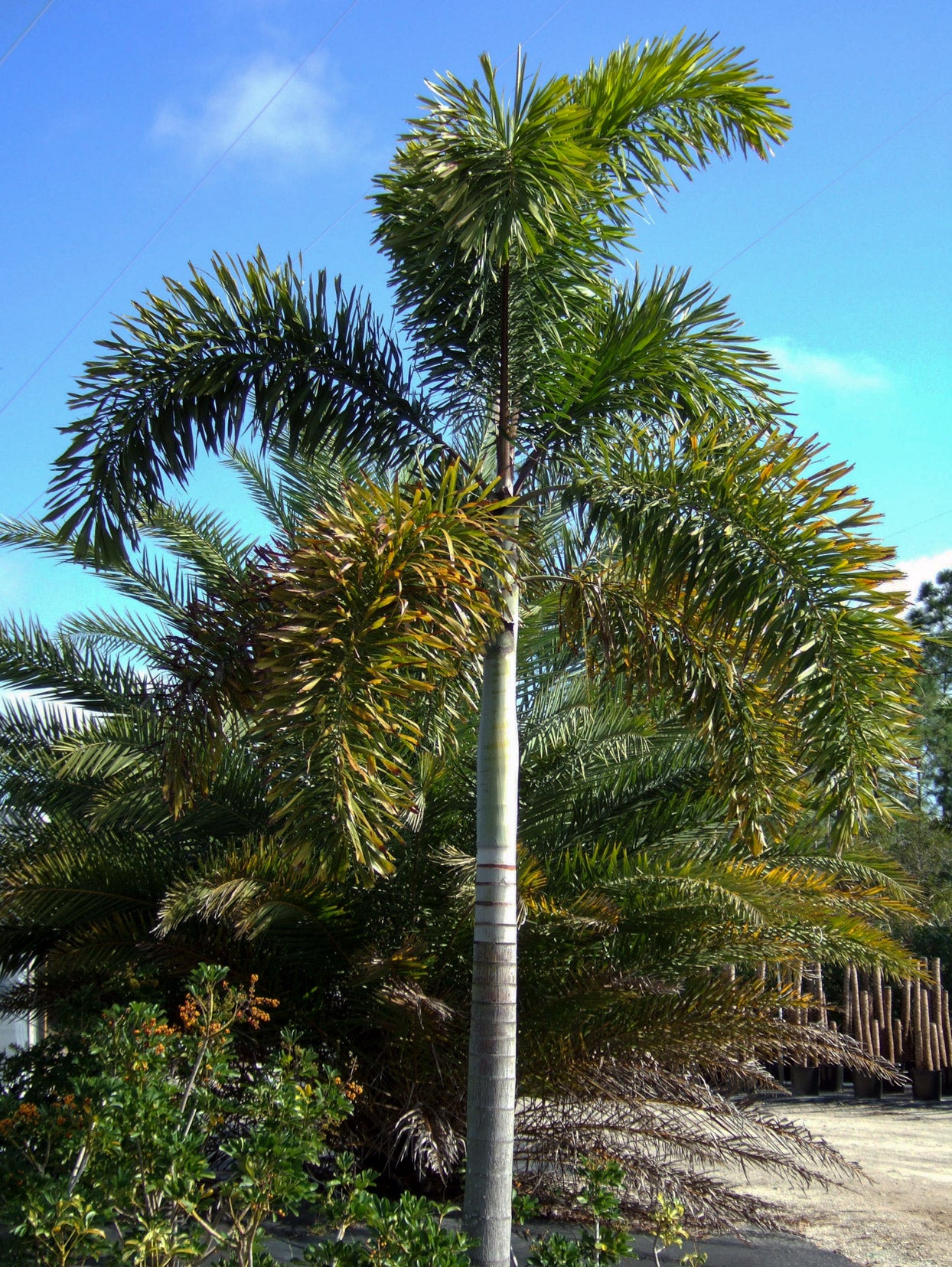 Foxtail Palm