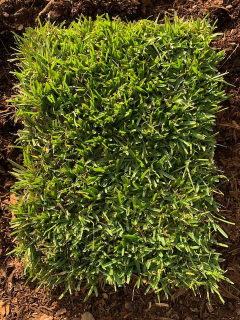 Sod Piece : Fresh Palmetto St. Augustine Grass
