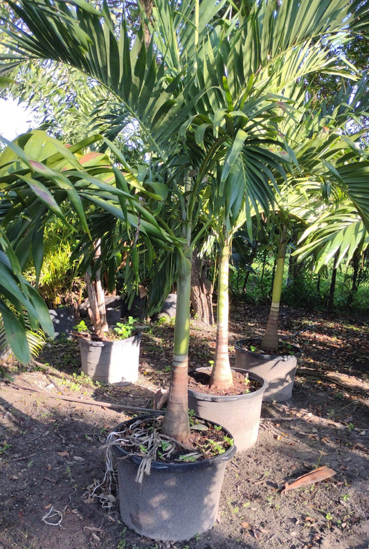 Adonidia Christmas Palm