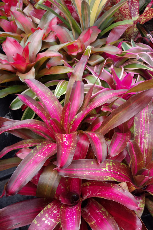 Bromeliad Plant ( Various Colors )