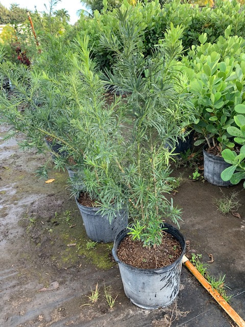 Podocarpus - Dwarf